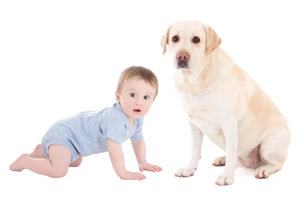 Menino engraçado e retriever dourado lindo cão sentado isolat — Fotografia de Stock