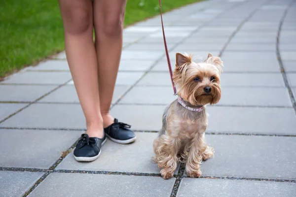 köpek yorkshire terrier ve kadın bacakları