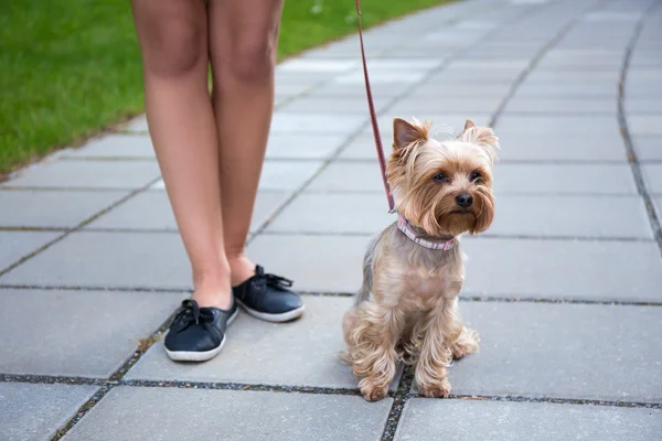 Dog yorkshire terrier and female legs — Stock Photo, Image