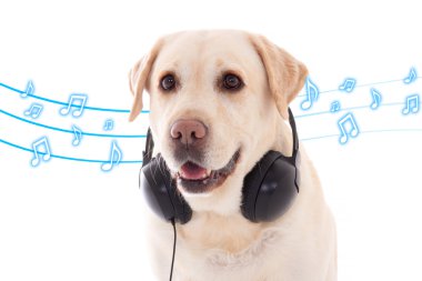 kulaklıklar üzerinde beyaz altın geri almak