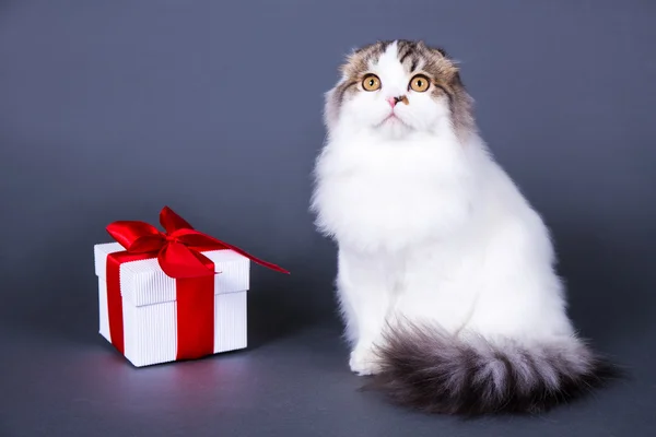 Gato britânico com caixa de presente sobre cinza — Fotografia de Stock