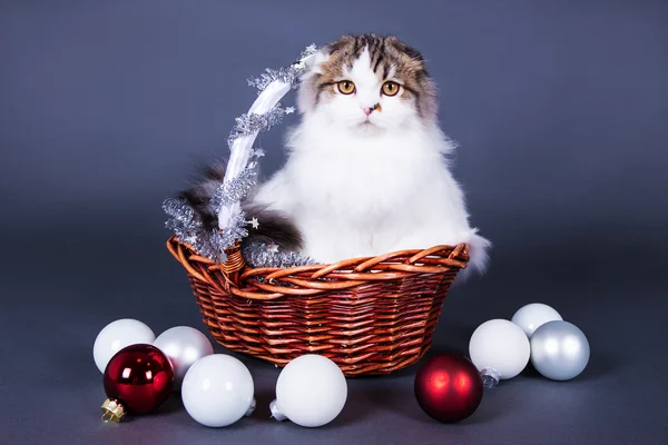 Conceito de Natal - gato britânico bonito sentado no cesto com chri — Fotografia de Stock