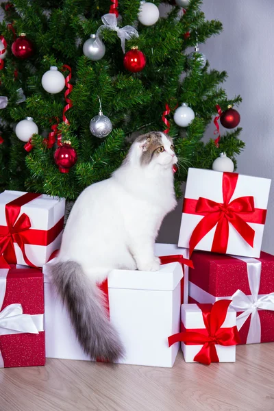 Nette junge britische Katze mit Weihnachtsbaum und Geschenke — Stockfoto