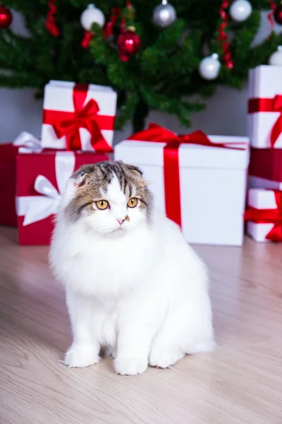 Piccolo gatto britannico sveglio con albero di Natale e regali — Foto Stock