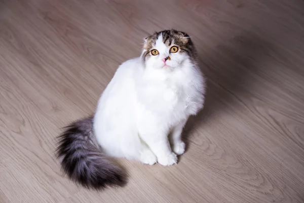 Lindo gatito británico sentados en el suelo — Foto de Stock