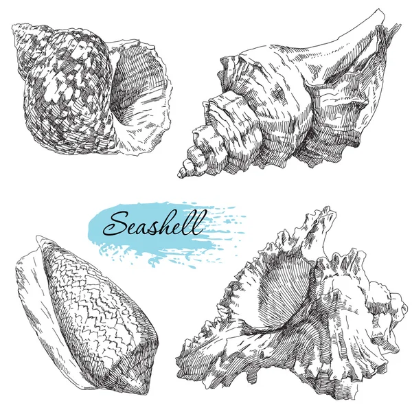 Çeşitli deniz kabukları kümesi