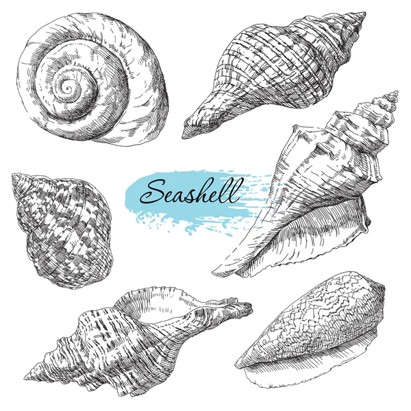 Çeşitli deniz kabukları kümesi