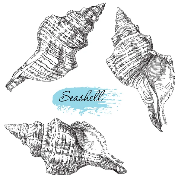 Çeşitli deniz kabukları kümesi