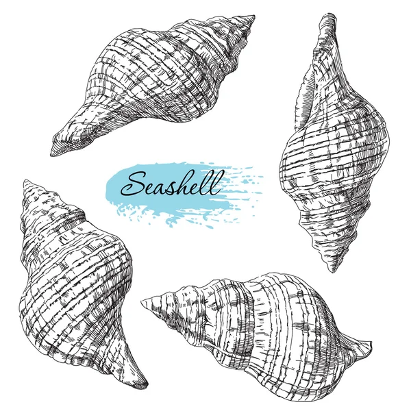 组的各种海贝壳 — 图库矢量图片