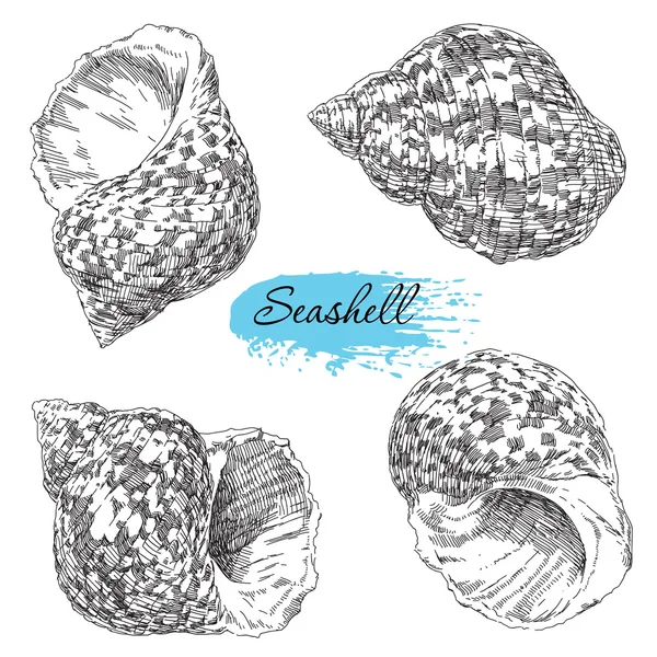 组的各种海贝壳 — 图库矢量图片