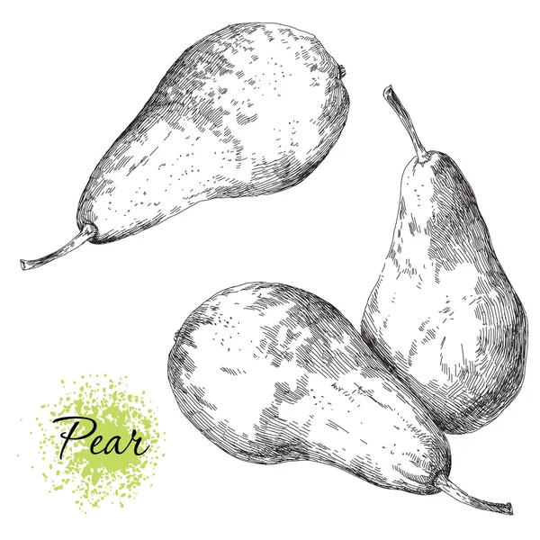 Vector set voor hand getrokken pear — Stockvector