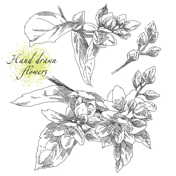 Belleza mano flores dibujadas — Vector de stock