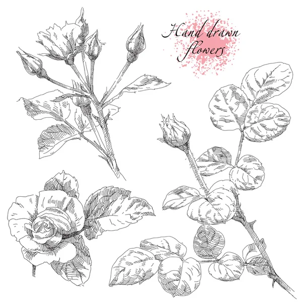 Fiori di rosa disegnati a mano — Vettoriale Stock