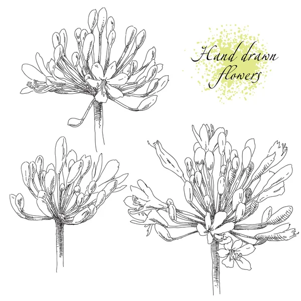 Bellezza mano disegnato fiori — Vettoriale Stock