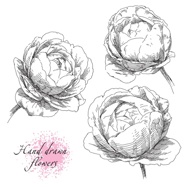 Flores de rosas dibujadas a mano — Vector de stock