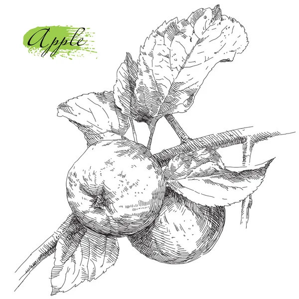 El elma elma ağacı dalına çizimi