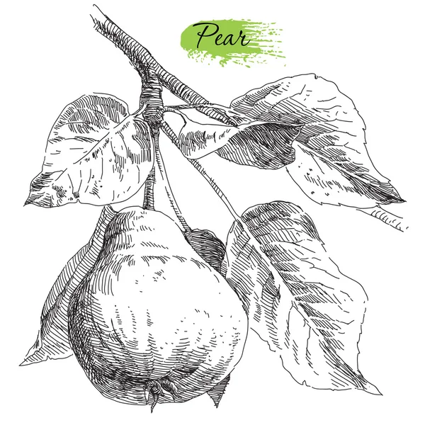 El armut armut ağaç dalına çizimi