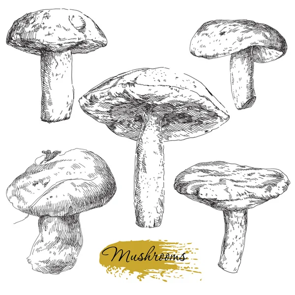Vektör set elle çizilmiş mantar