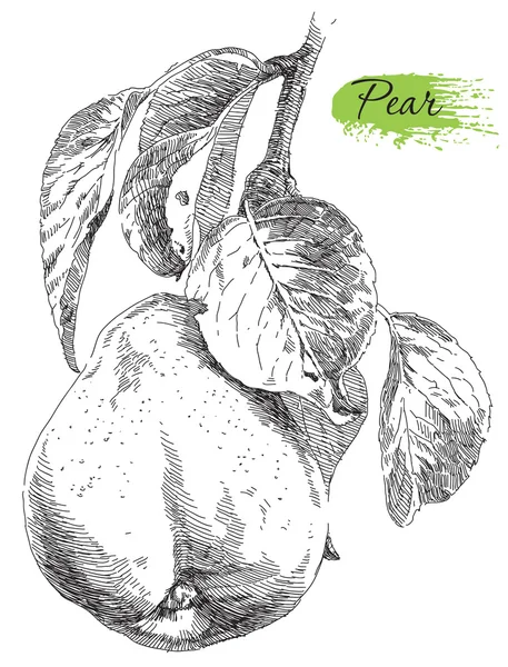 El armut armut ağaç dalına çizimi