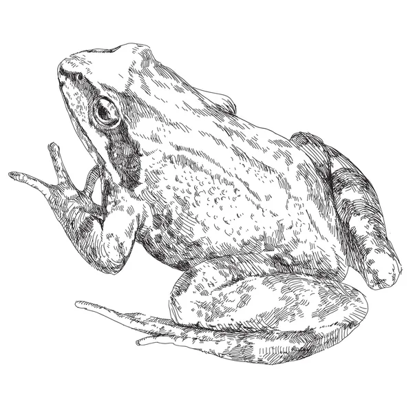 Grenouille dessinée main — Image vectorielle