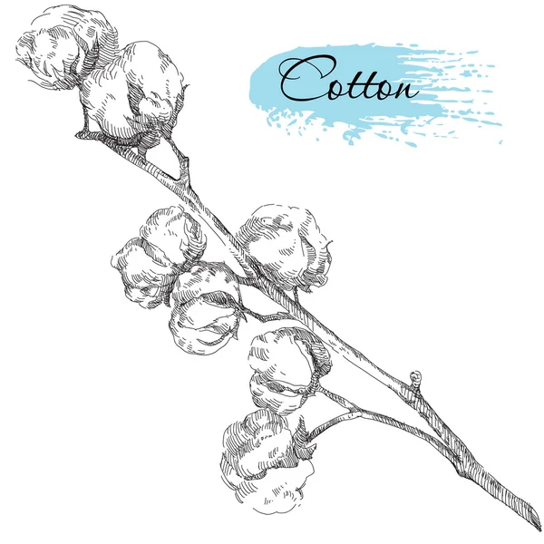 Pamuk bitki el çekilmiş