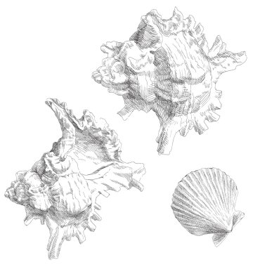 Çeşitli deniz kabukları kümesi