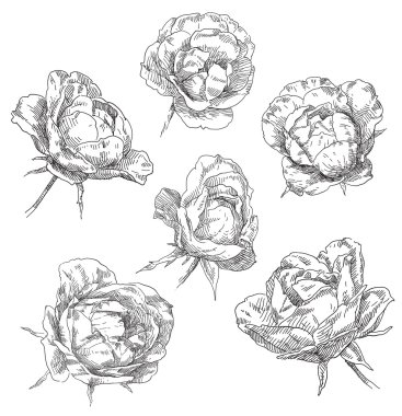 Gül çiçek el çekilmiş