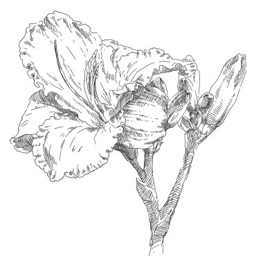 Güzellik el çekilmiş çiçek