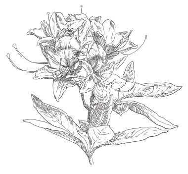 Güzellik el çekilmiş çiçek