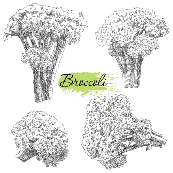 Vector set hand getrokken broccoli — Stockvector