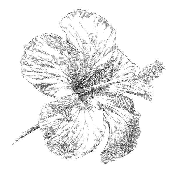 Hibiscus çiçek çiçek el çekilmiş