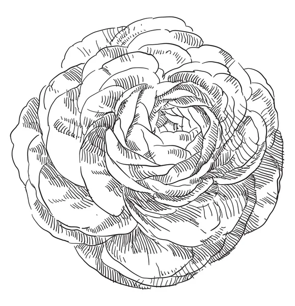 Ručně tažené květy růže — Stockový vektor