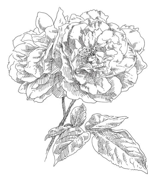 Mão desenhada rosa flores — Vetor de Stock