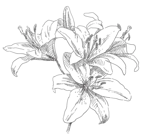Piękno ręcznie rysowane kwiaty — Wektor stockowy