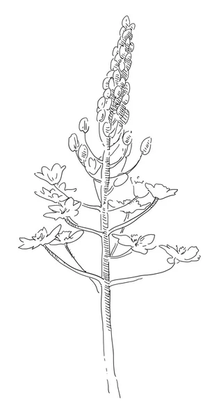 Schoonheid hand getrokken bloemen — Stockvector