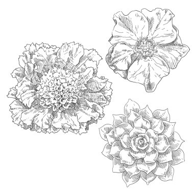 Güzellik el çekilmiş çiçek