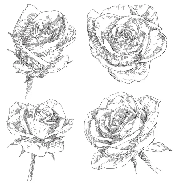 Fleurs roses dessinées à la main — Image vectorielle