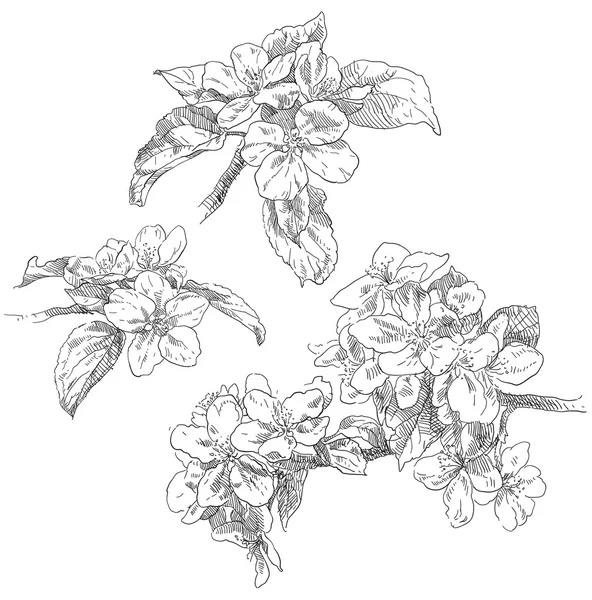 Güzellik el çekilmiş çiçek — Stok Vektör