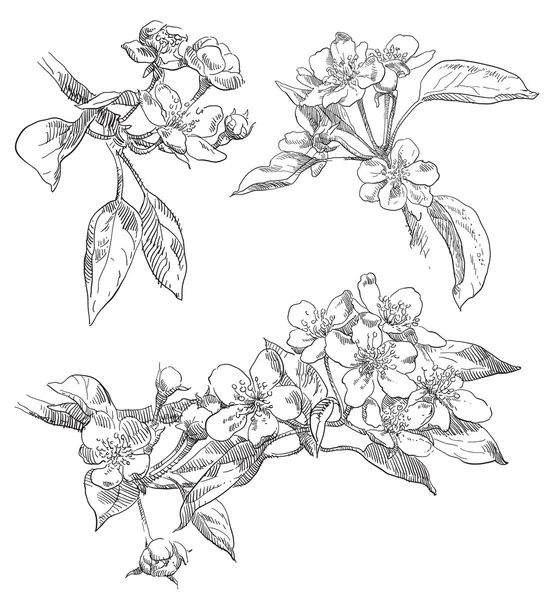 Belleza mano flores dibujadas — Vector de stock