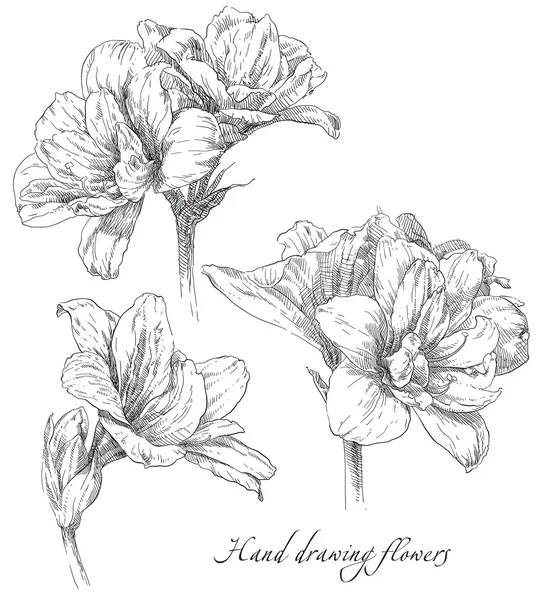 Schönheit handgezeichnete Blumen — Stockvektor