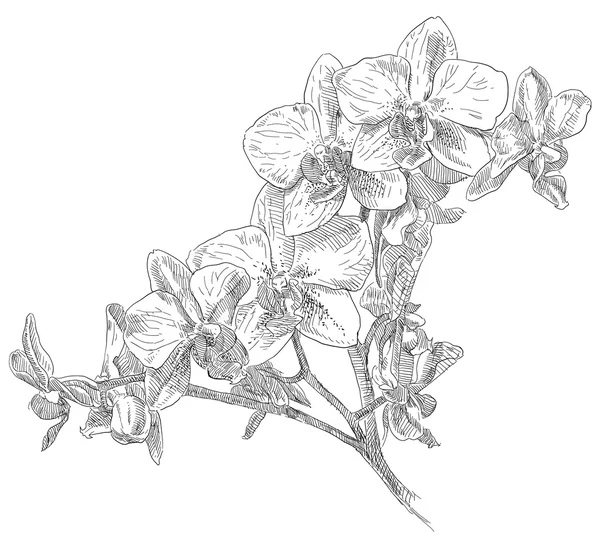 Tangan kecantikan digambar bunga orhid - Stok Vektor