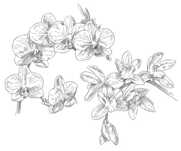 Krásu ručně tažené orhid květiny — Stockový vektor
