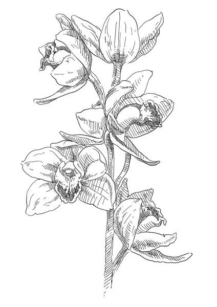 아름다움 손으로 그린 orhid 꽃 — 스톡 벡터
