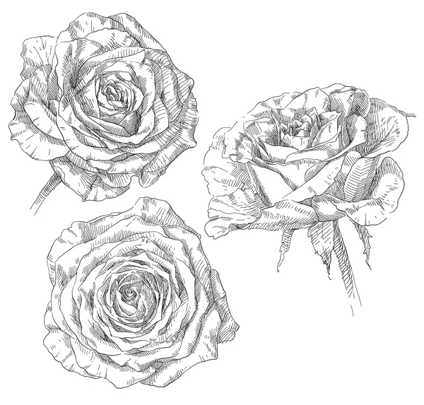 Handgezeichnete Rosenblüten — Stockvektor