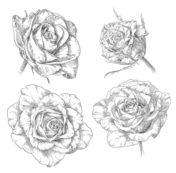 Fleurs roses dessinées à la main — Image vectorielle