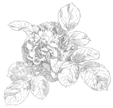 Gül çiçek el çekilmiş