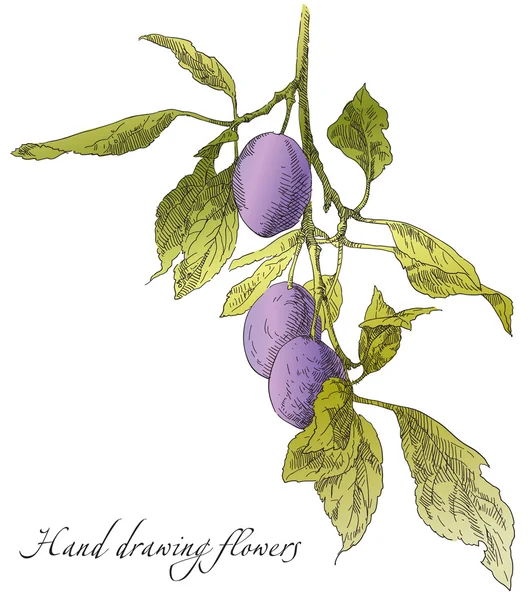 El çizim Erik elma ağacı dalı