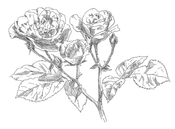 Gül çiçek el çekilmiş