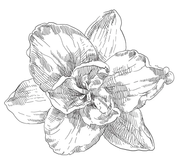 美手拉的花 — 图库矢量图片