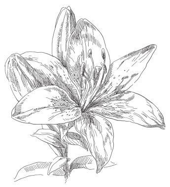 Güzellik el çekilmiş çiçek